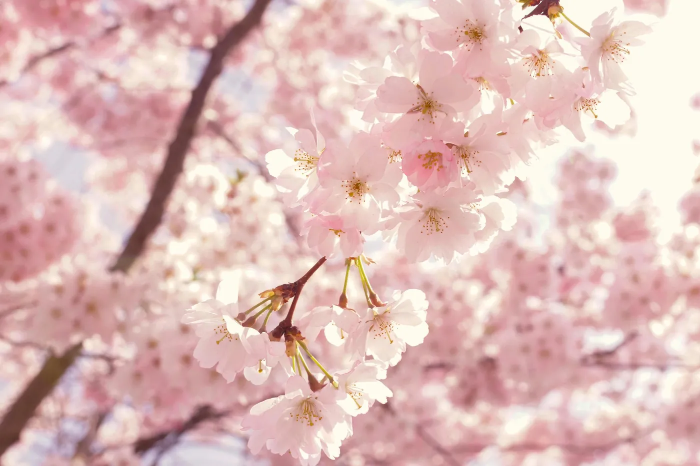 Cherry blossom in spring light